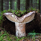 Holubinka černající - Russula nigricans