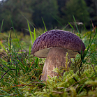 Hřib smrkový - Boletus edulis