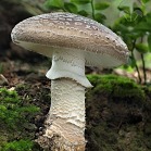 Muchomůrka šedivka - Amanita excelsa