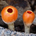 Ohnivec zimní - Microstoma protractum