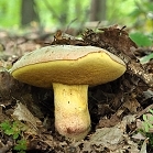 Hřib Fechtnerův - Butyriboletus fechtneri
