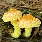 Šupinovka ohnivá - Pholiota flammans
