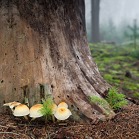 Třepenitka svazčitá - Hypholoma fasciculare