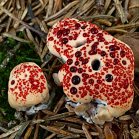 Lošák palčivý - Hydnellum peckii