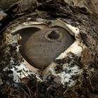 Hvězdovka Berkeleyova - Geastrum berkeleyi