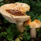 Šťavnatka oranžová - Hygrophorus pudorinus