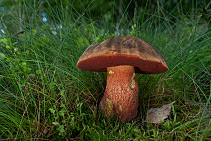 Hřib kovář - Neoboletus luridiformis