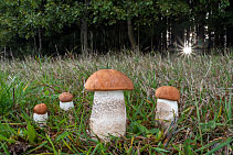 Křemenáč osikový - Leccinum albostipitatum Křemenáč osikový - Leccinum albostipitatum