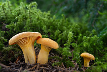 Liška obecná - Cantharellus cibarius