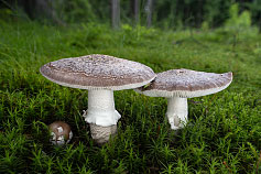 Muchomůrka šedivka - Amanita excelsa