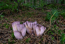 Stročkovec kyjovitý - Gomphus clavatus Stročkovec kyjovitý - Gomphus clavatus