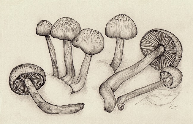 Vláknice Bongardova - Inocybe bongardii