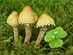Zrnivka osinková - Cystoderma amianthinum