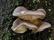 Pařezník pozdní - Panellus serotinus